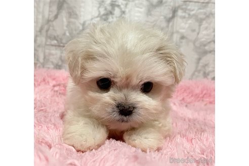 成約済の北海道のミックス犬-353203の1枚目