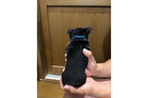 成約済の長崎県のチワワ(ロングコート)-353206の4枚目