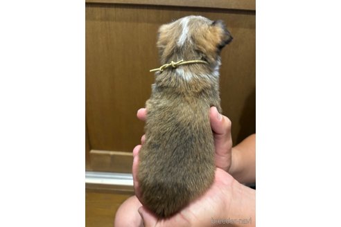 成約済の長崎県のチワワ(ロングコート)-353211の4枚目