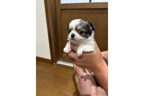 成約済の長崎県のチワワ(ロングコート)-353213の2枚目