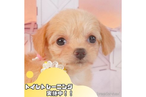 成約済の静岡県のチワプー:チワワ×トイプードル-353259の1枚目