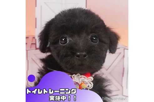 成約済ののタイニープードル-353267