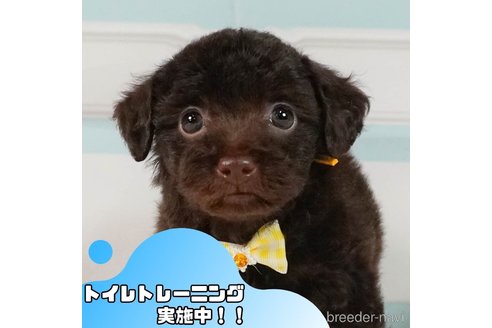 成約済の静岡県のトイプードル-353271の1枚目