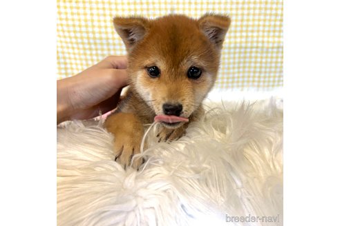 成約済の栃木県の柴犬-343880の15枚目