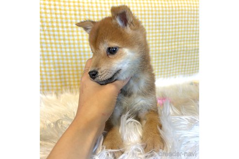 成約済の栃木県の柴犬-343880の14枚目