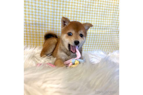 成約済の栃木県の柴犬-343880の11枚目
