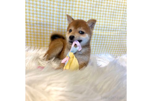 成約済の栃木県の柴犬-343880の9枚目