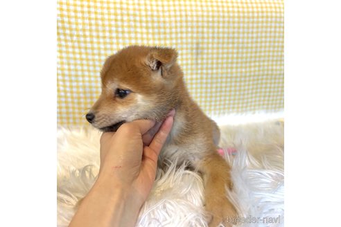 成約済の栃木県の柴犬-343880の8枚目