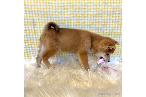 成約済の栃木県の柴犬-343880の10枚目