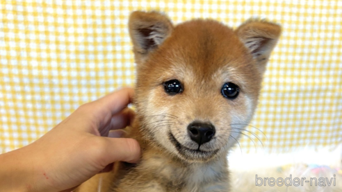 成約済の栃木県の柴犬-343880の7枚目