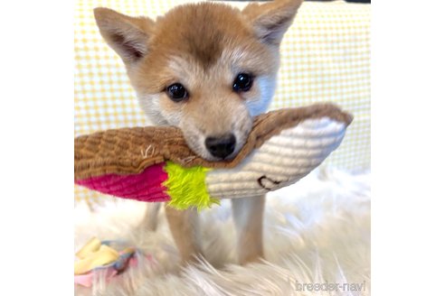 成約済の栃木県の柴犬-343879の14枚目