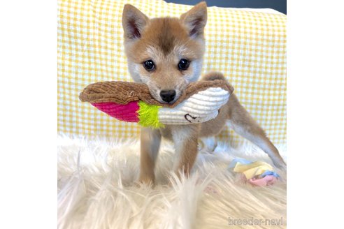 成約済の栃木県の柴犬-343879の12枚目