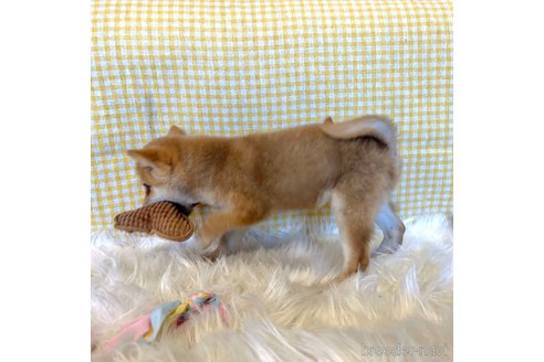 成約済の栃木県の柴犬-343879の11枚目