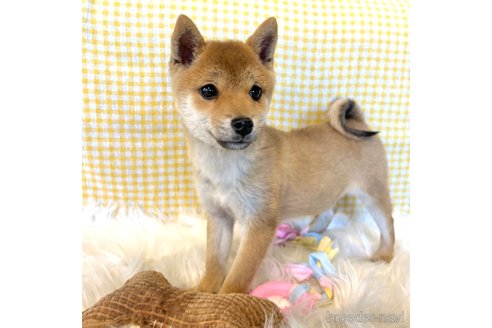 成約済の栃木県の柴犬-343875の17枚目