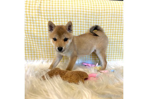 成約済の栃木県の柴犬-343875の16枚目