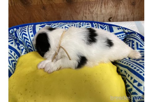 成約済の静岡県の狆 (チン)-353279の3枚目