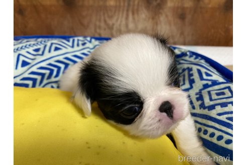 成約済の静岡県の狆 (チン)-353281の4枚目