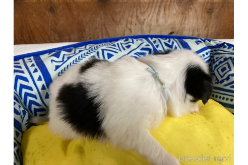 成約済の静岡県の狆 (チン)-353284の2枚目