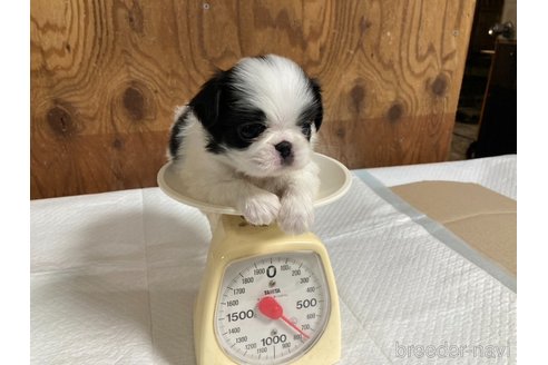 成約済の静岡県の狆 (チン)-353286の5枚目