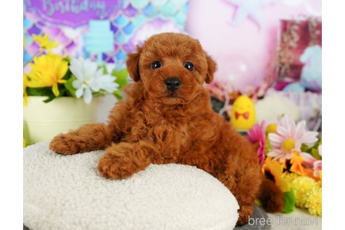 成約済の千葉県のトイプードル-353296の6枚目