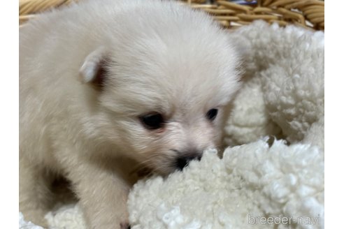 成約済の千葉県のポメラニアン-348887の2枚目