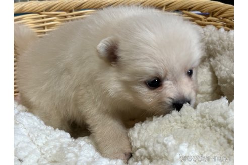 成約済の千葉県のポメラニアン-348887の3枚目