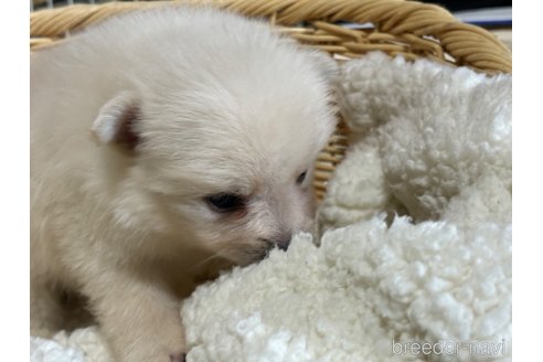 成約済の千葉県のポメラニアン-348887の4枚目