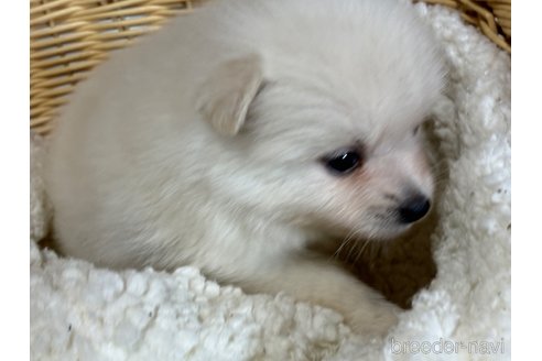 成約済の千葉県のポメラニアン-348886の2枚目