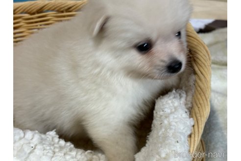 成約済の千葉県のポメラニアン-348886の4枚目