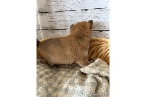 成約済の静岡県の豆柴-353302の3枚目
