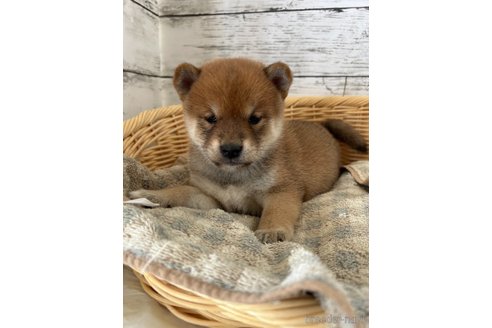 成約済の静岡県の豆柴-353302の4枚目