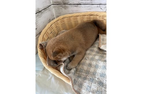 成約済の静岡県の豆柴-353302の5枚目