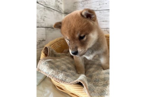 成約済の静岡県の豆柴-353302の6枚目