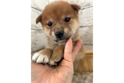 成約済の静岡県の豆柴-353305の1枚目