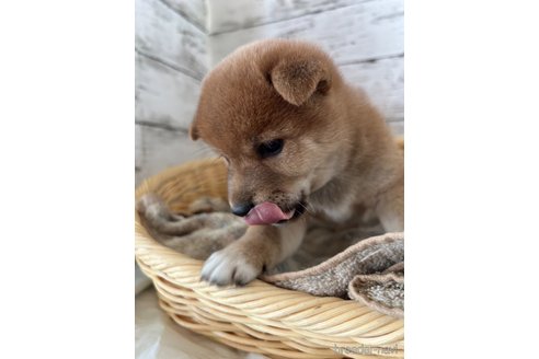 成約済の静岡県の豆柴-353305の3枚目