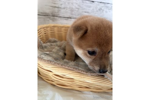 成約済の静岡県の豆柴-353305の7枚目