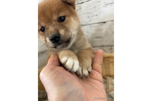 成約済の静岡県の豆柴-353305の5枚目