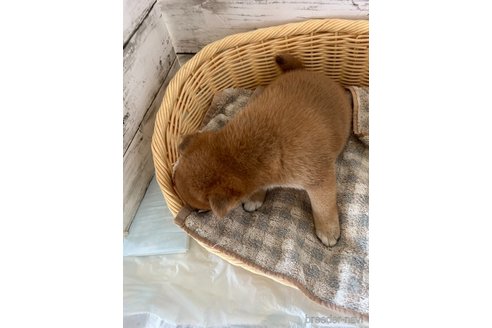 成約済の静岡県の豆柴-353305の8枚目
