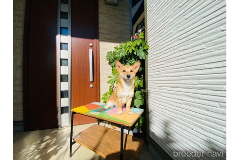 成約済の千葉県のミックス犬-324194の1枚目