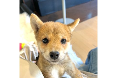 成約済の栃木県の柴犬-343750の18枚目