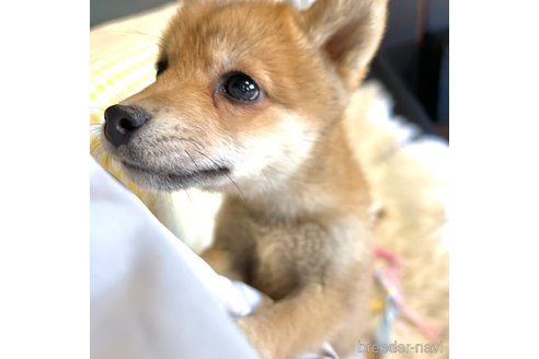 成約済の栃木県の柴犬-343750の17枚目
