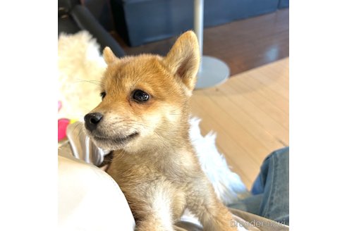 成約済の栃木県の柴犬-343750の16枚目