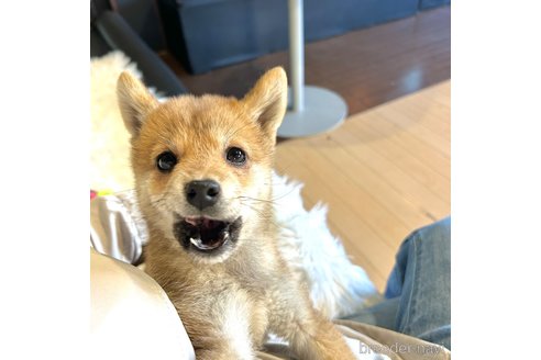 成約済の栃木県の柴犬-343750の15枚目