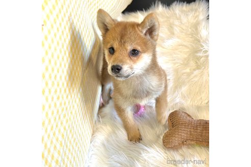 成約済の栃木県の柴犬-343750の13枚目