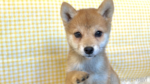 成約済の栃木県の柴犬-343750の11枚目