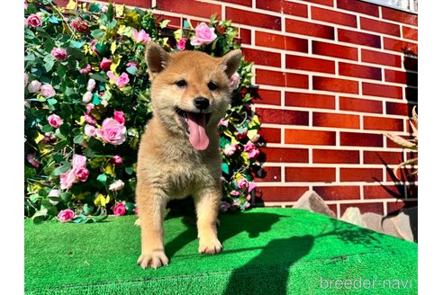 成約済の茨城県の柴犬-341745の4枚目
