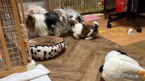 成約済の大分県のシーズー-347952の34枚目