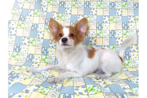 成約済の千葉県のパピヨン-330351の2枚目