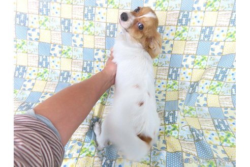 成約済の千葉県のパピヨン-330354の5枚目