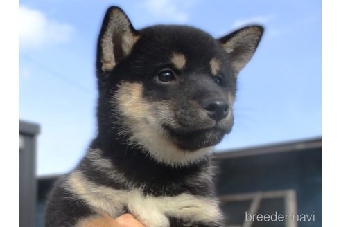 成約済の宮城県の柴犬-350579の1枚目